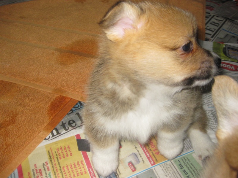 Puppies